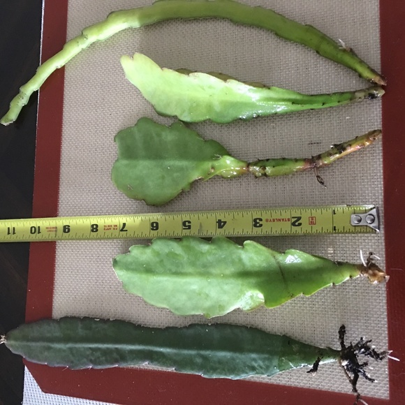 🔥Fuchsia/Red Orchid Cactus Epiphyllum 2 Fresh Cuttings - Picture 2 of 6